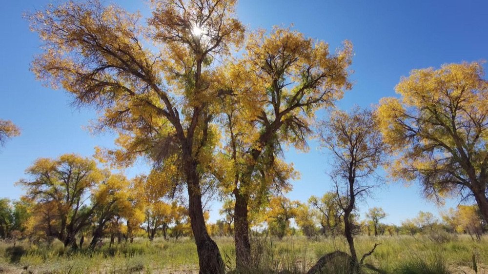 Pishan (Guma): A Quiet Desert Oasis on Xinjiang's Southern Edge in Xinjiang