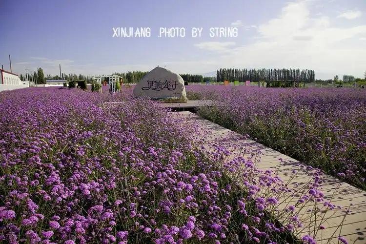 Wildflowers on the Tianshan foothills