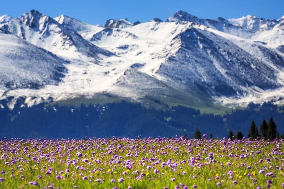Lavender fields in Ili, a bee forage source